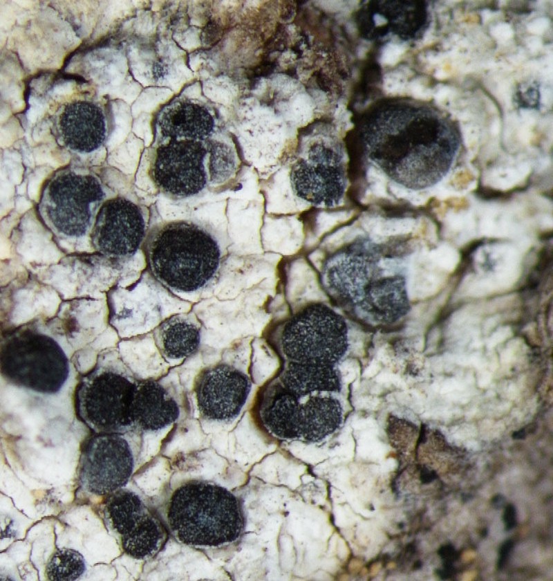 Diplotomma Lichen photo 3