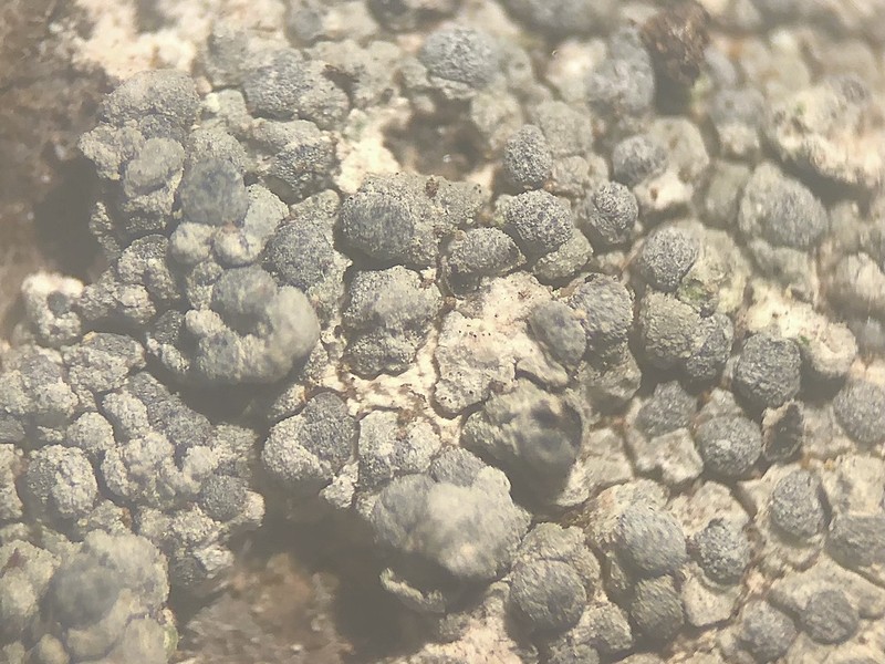 Diplotomma Lichen photo 4