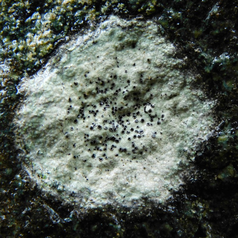 Diplotomma Lichen photo 5
