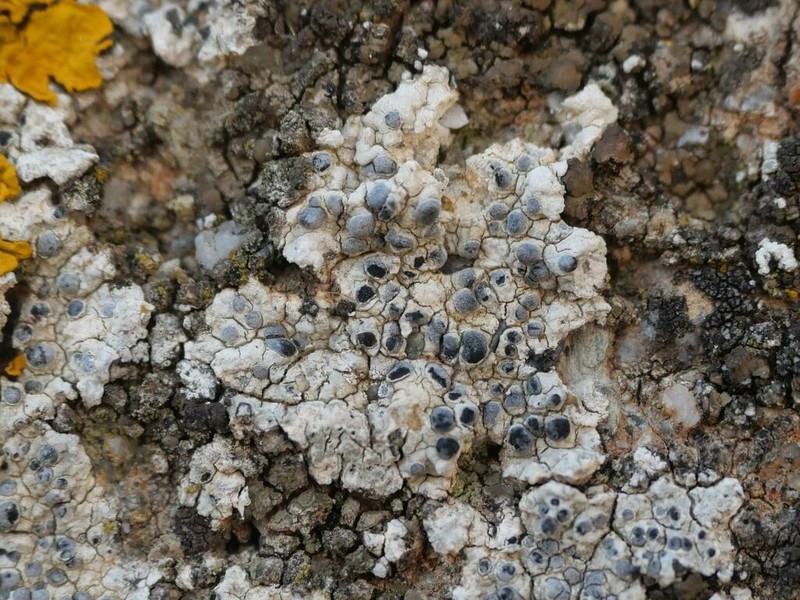 Diplotomma Lichen photo 6