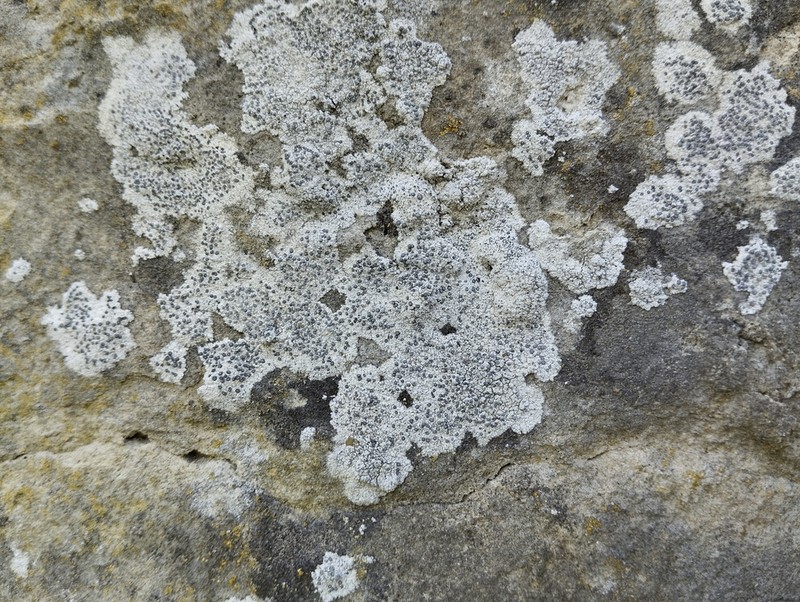 Diplotomma Lichen photo 7