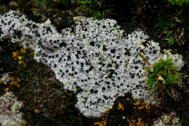 Diplotomma Lichen photo 8