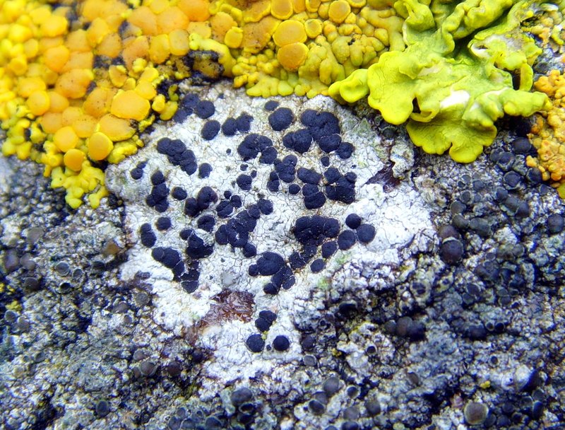 Diplotomma Lichen