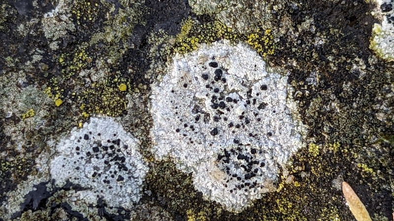 Diplotomma Lichen