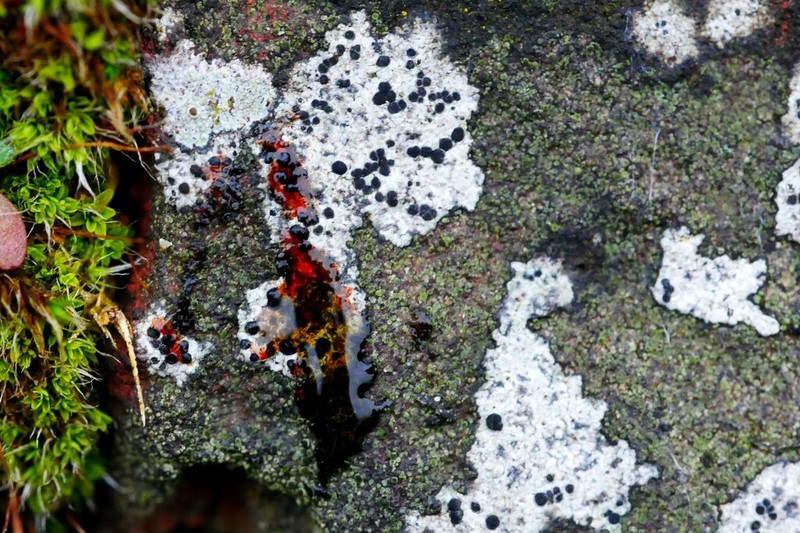 Diplotomma Lichen photo 2