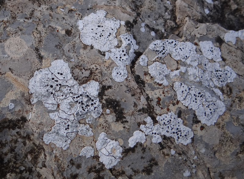 Diplotomma Lichen