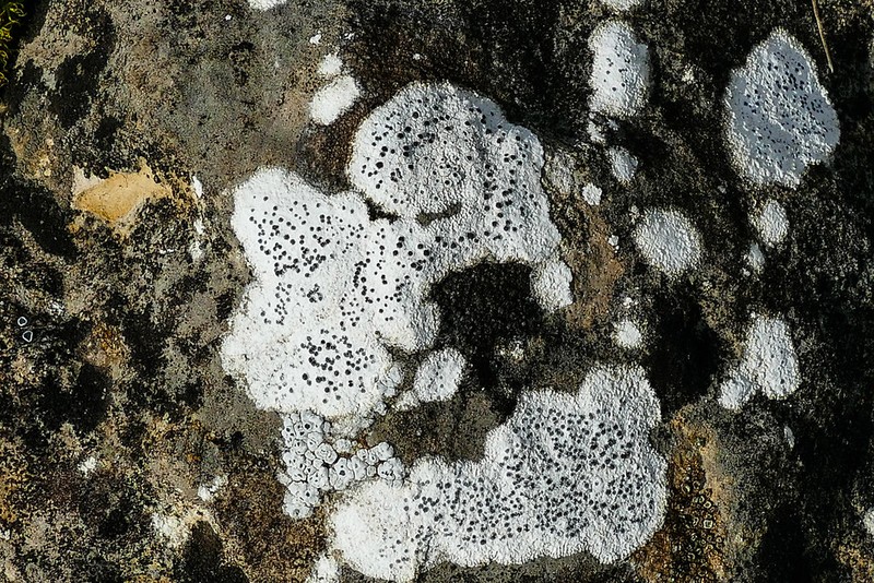 Diplotomma Lichen