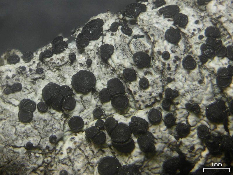 Diplotomma Lichen
