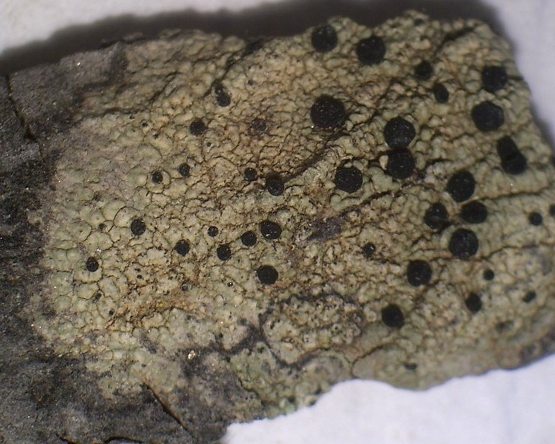 Diplotomma Lichen