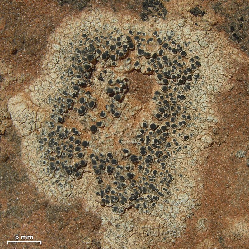 Diplotomma Lichen