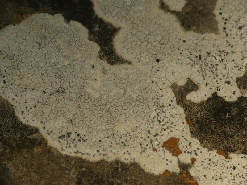 Diplotomma Lichen