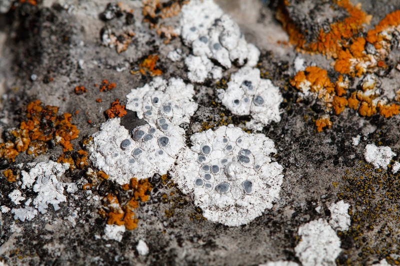 Diplotomma Lichen photo 4