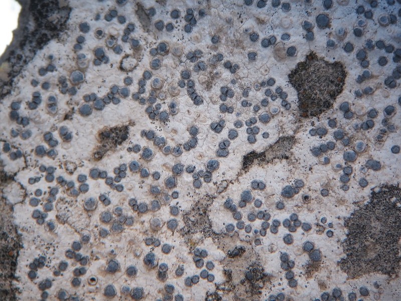 Diplotomma Lichen photo 7