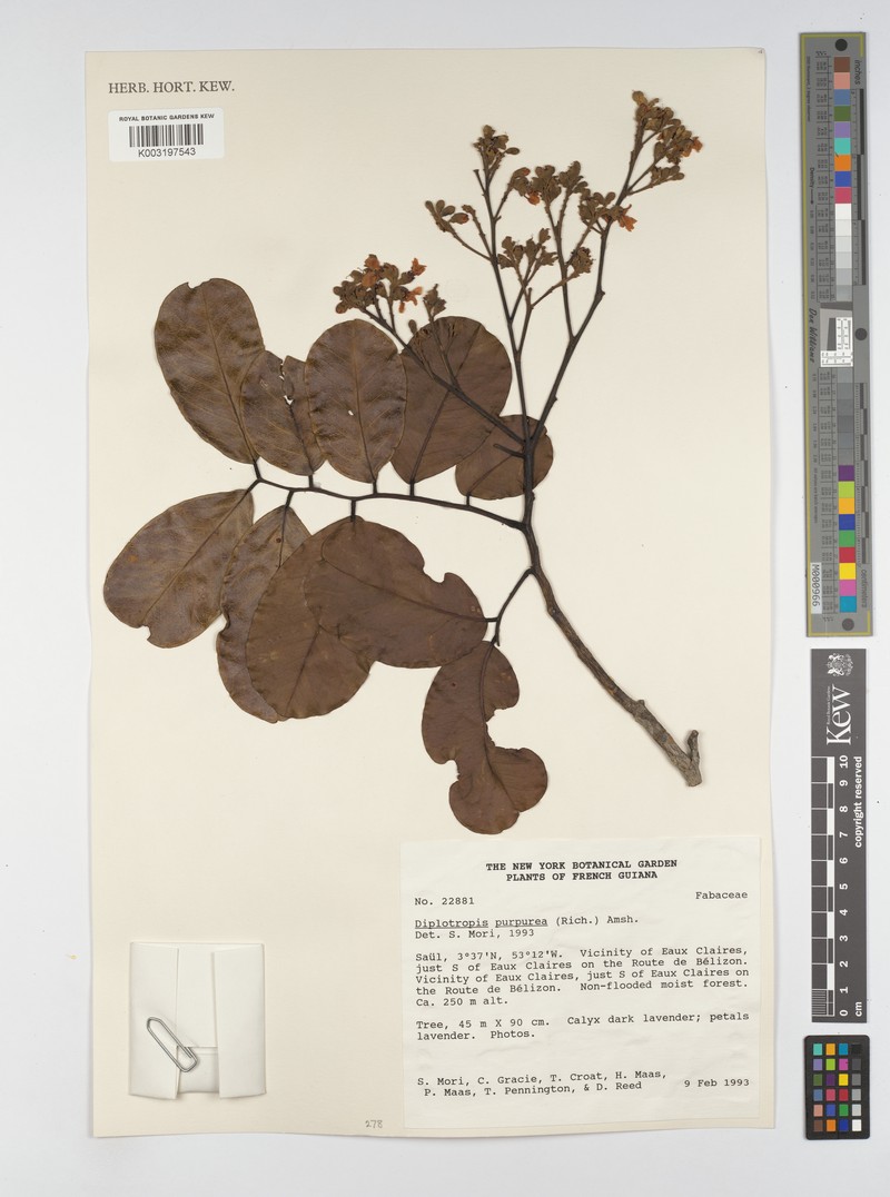 Diplotropis purpurea var. purpurea