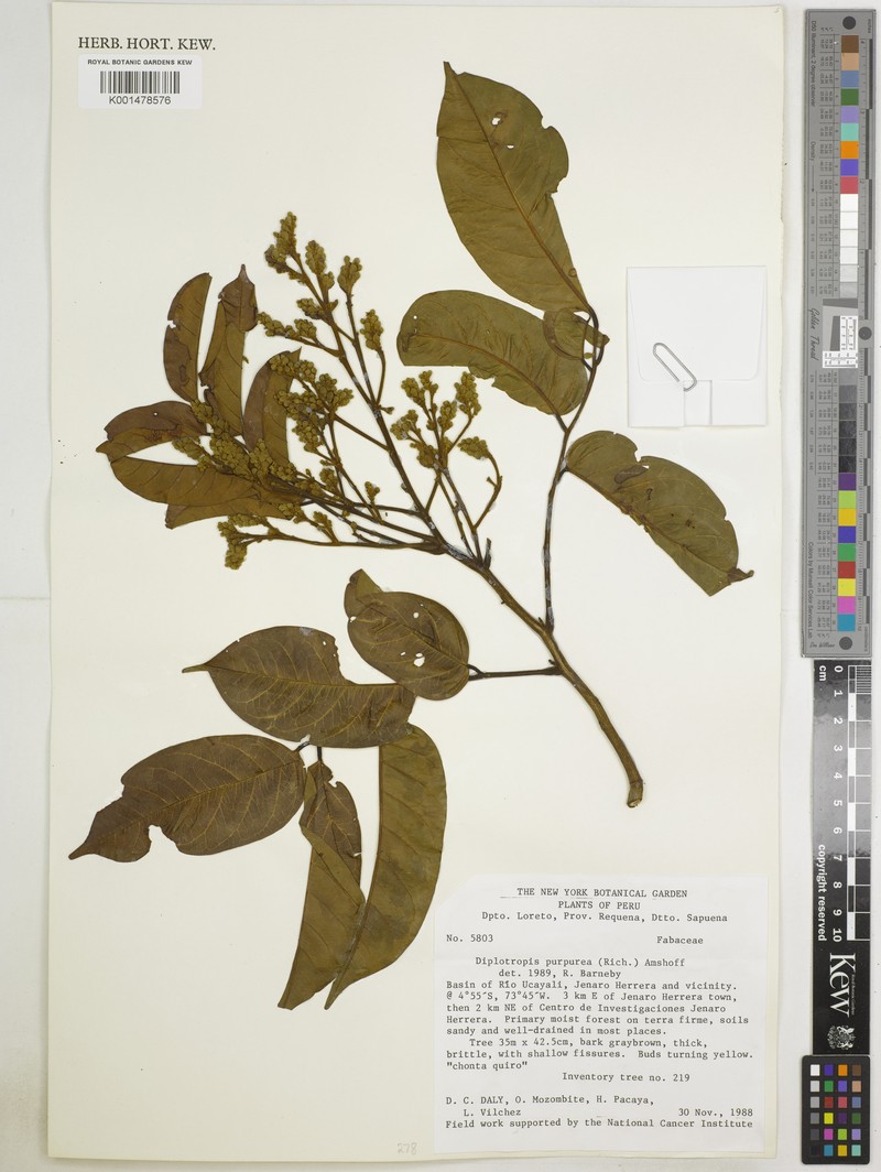 Diplotropis purpurea var. purpurea photo 2