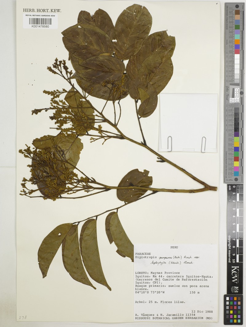 Diplotropis purpurea var. purpurea photo 3