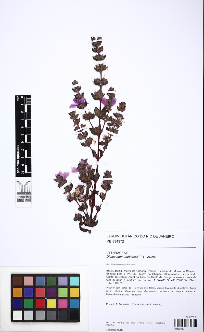 Diplusodon bahiensis