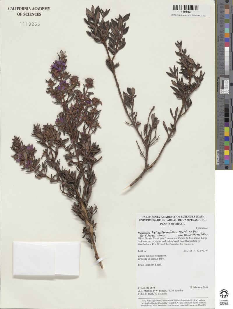 Diplusodon helianthemifolius var. helianthemifolius