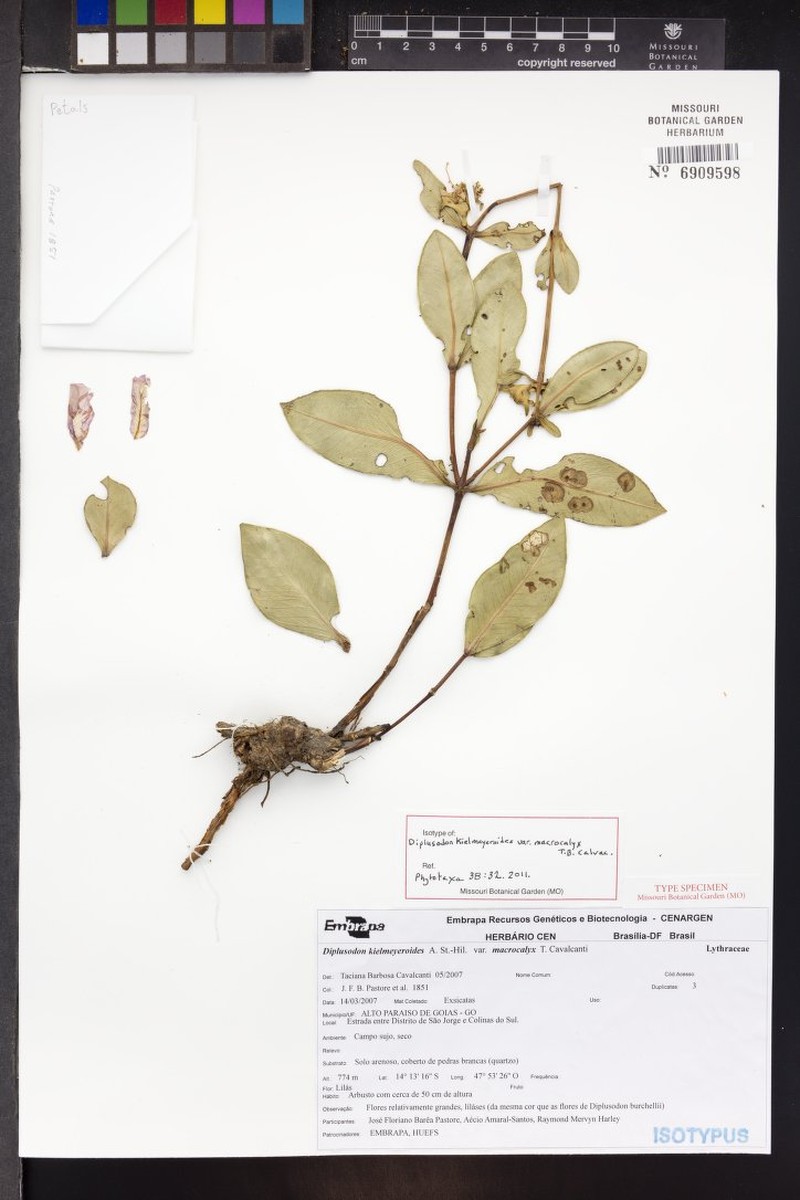Diplusodon kielmeyeroides var. macrocalyx