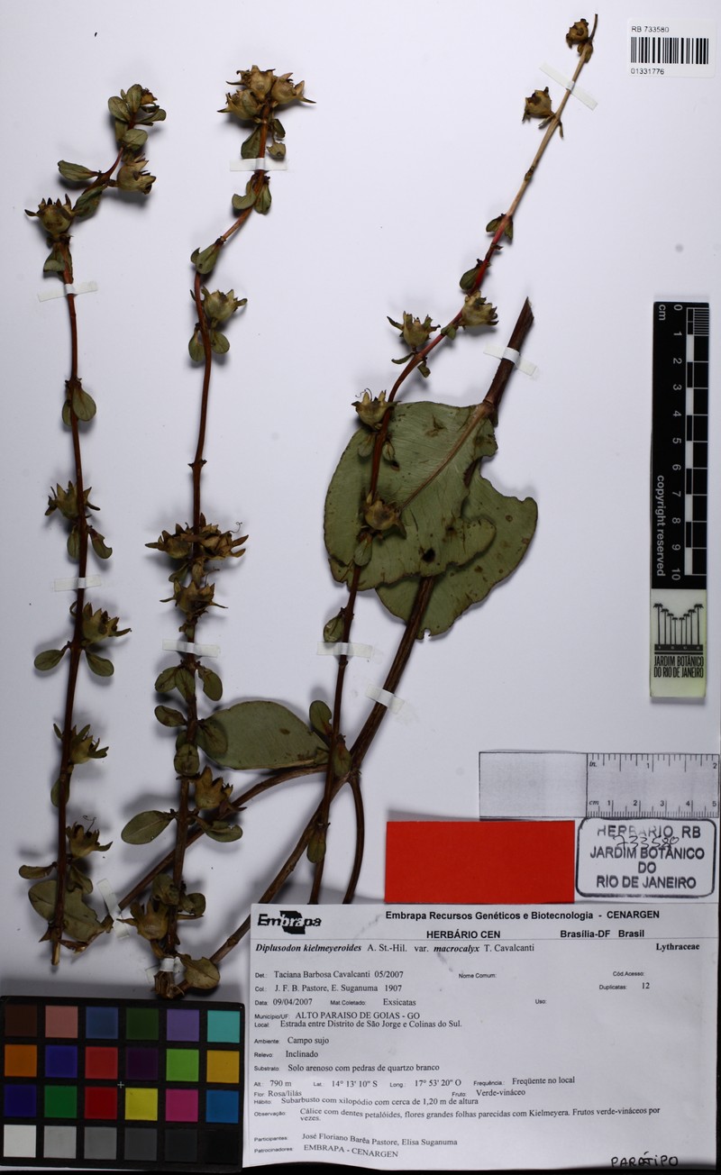 Diplusodon kielmeyeroides var. macrocalyx photo 2