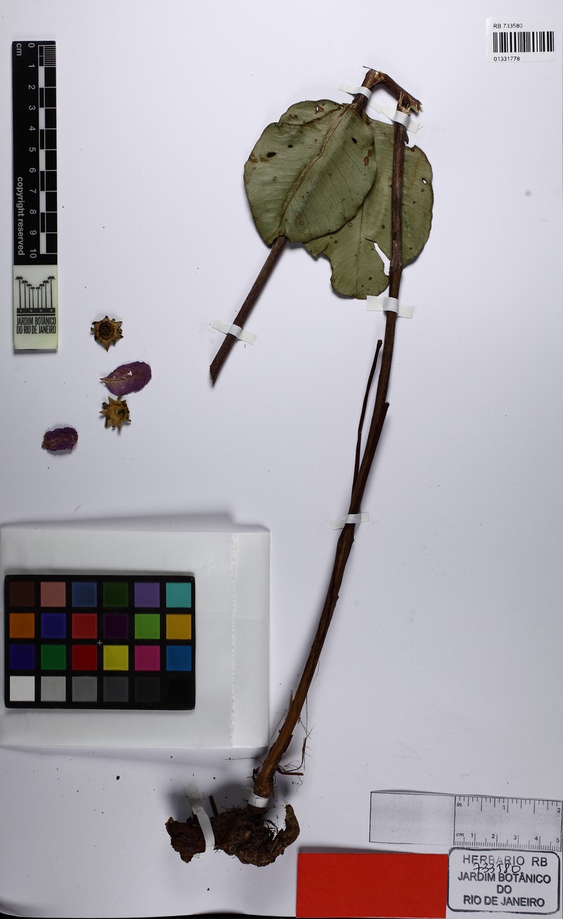 Diplusodon kielmeyeroides var. macrocalyx photo 3