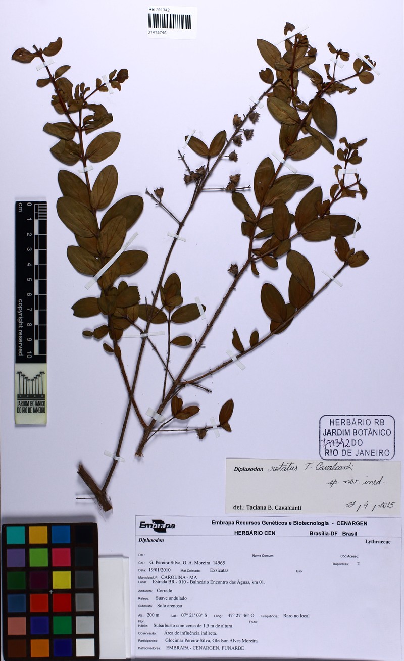 Diplusodon rotatus