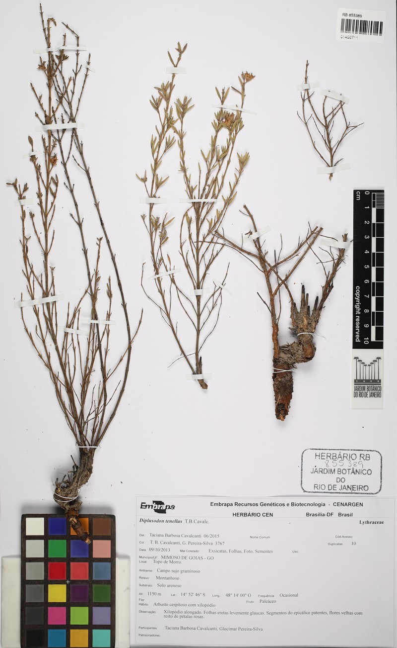 Diplusodon tenuifolius