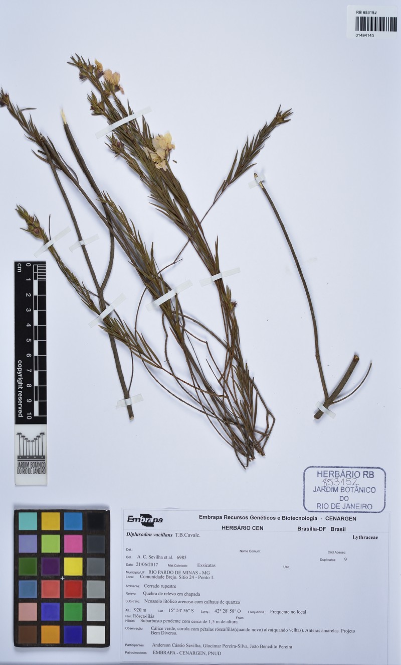 Diplusodon vacillans