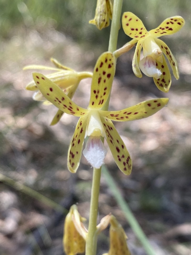 Dipodium interaneum