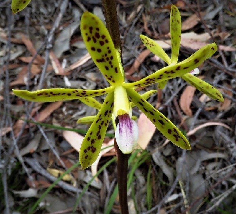 Dipodium interaneum photo 2