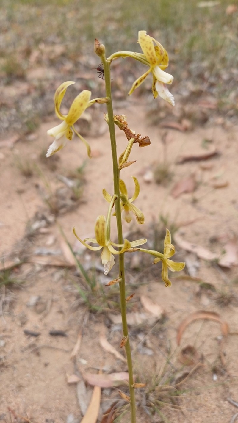 Dipodium interaneum photo 3