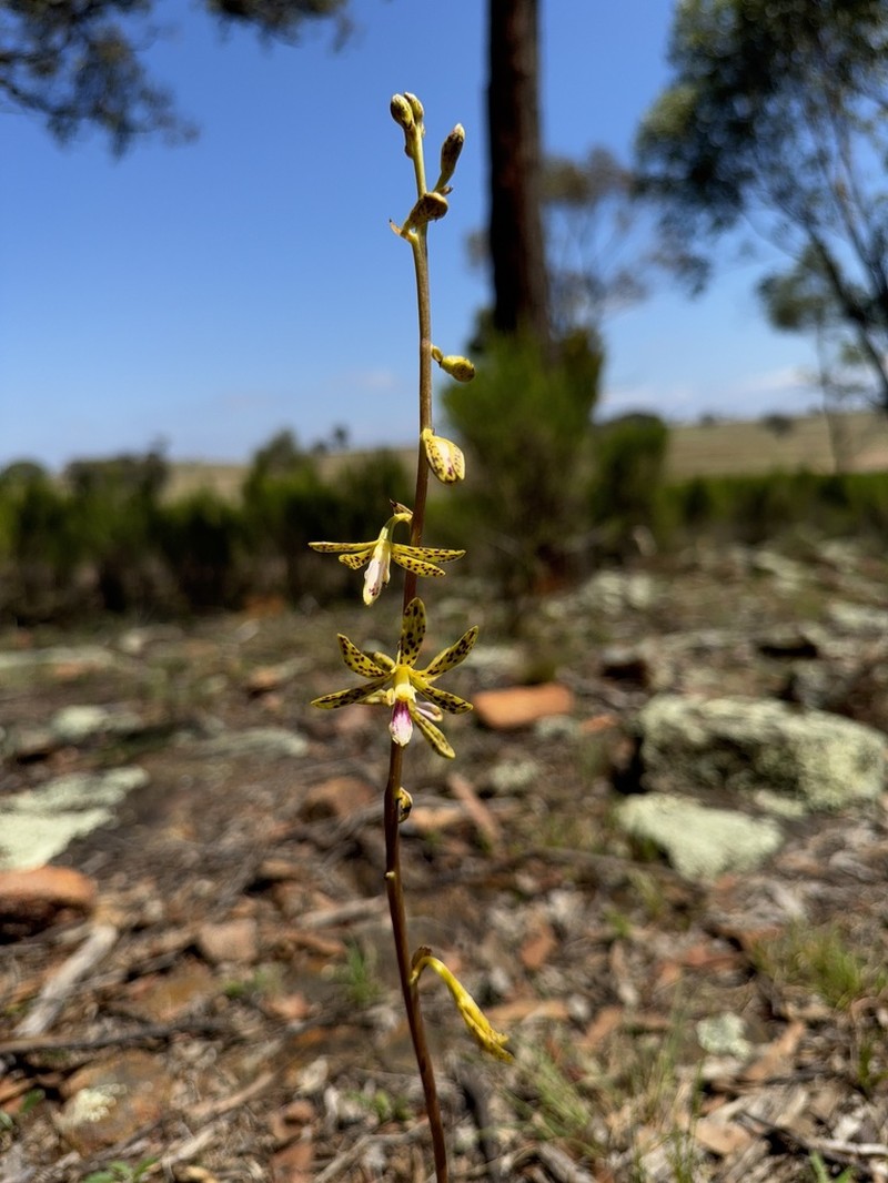 Dipodium interaneum photo 4