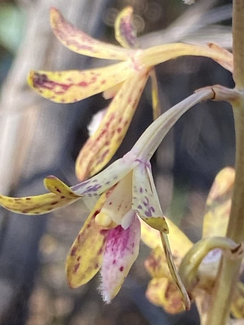 Dipodium interaneum photo 5