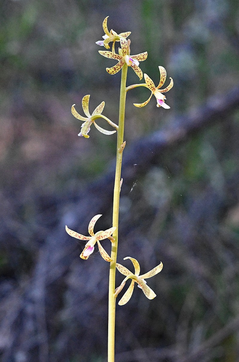 Dipodium interaneum photo 6