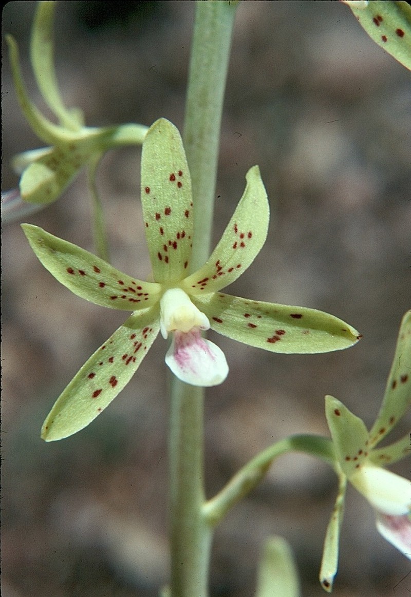 Dipodium interaneum photo 7