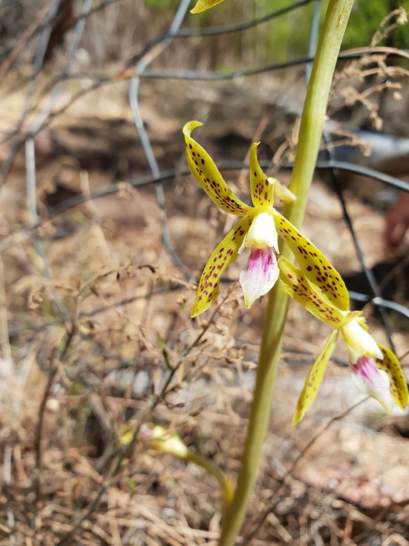 Dipodium interaneum photo 8
