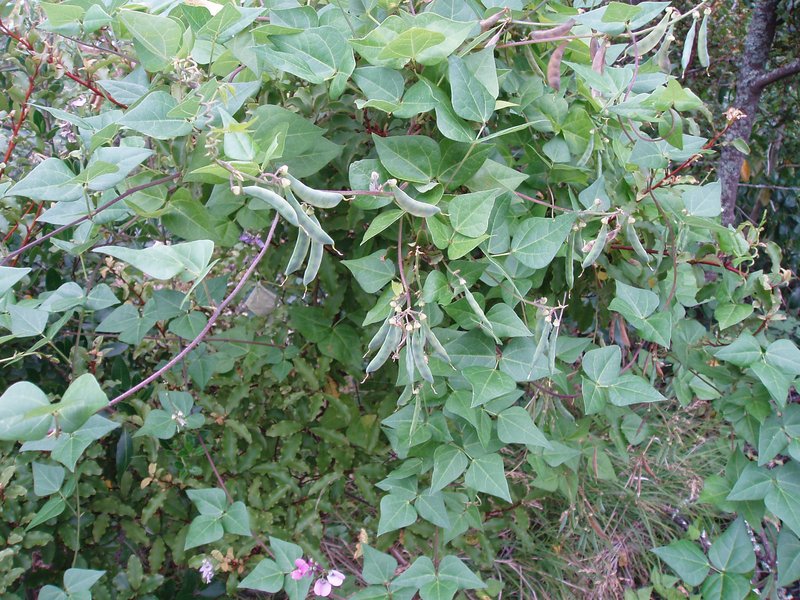 Okie Bean photo 2