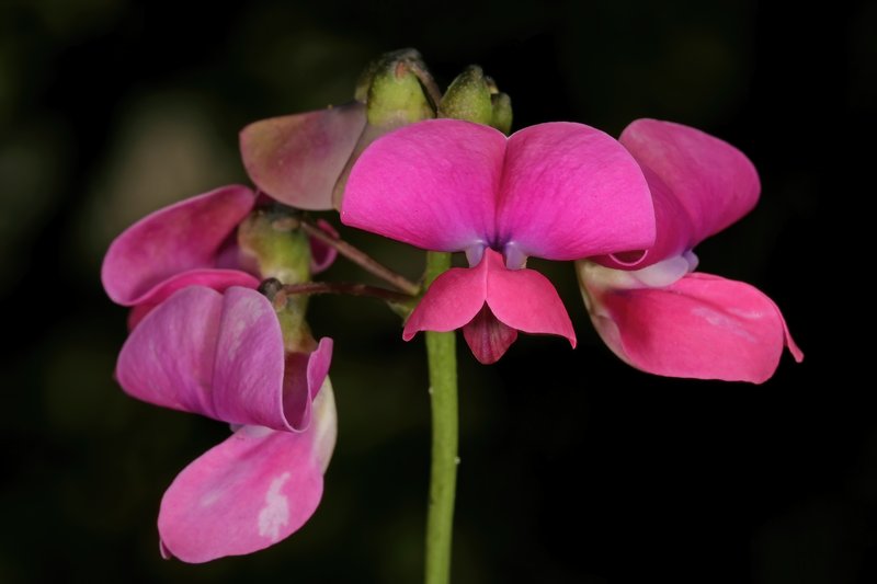 Okie Bean photo 7