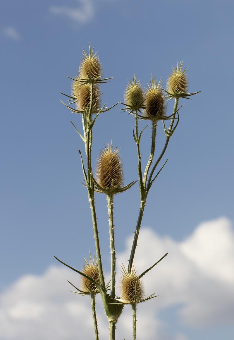Cutleaf Teasel photo 5