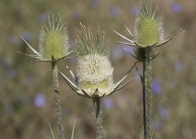 Cutleaf Teasel photo 2