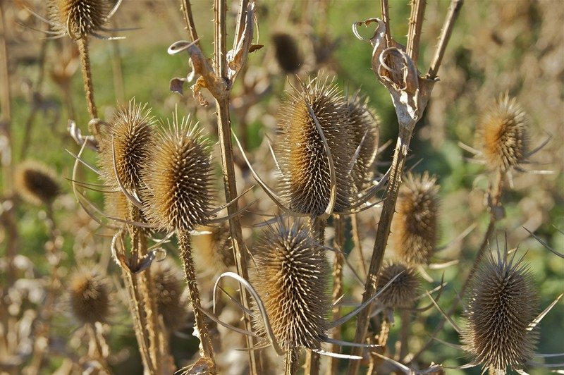 Cutleaf Teasel photo 3