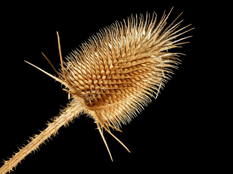 Cutleaf Teasel photo 4