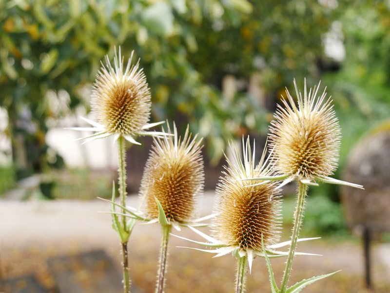 Cutleaf Teasel photo 6