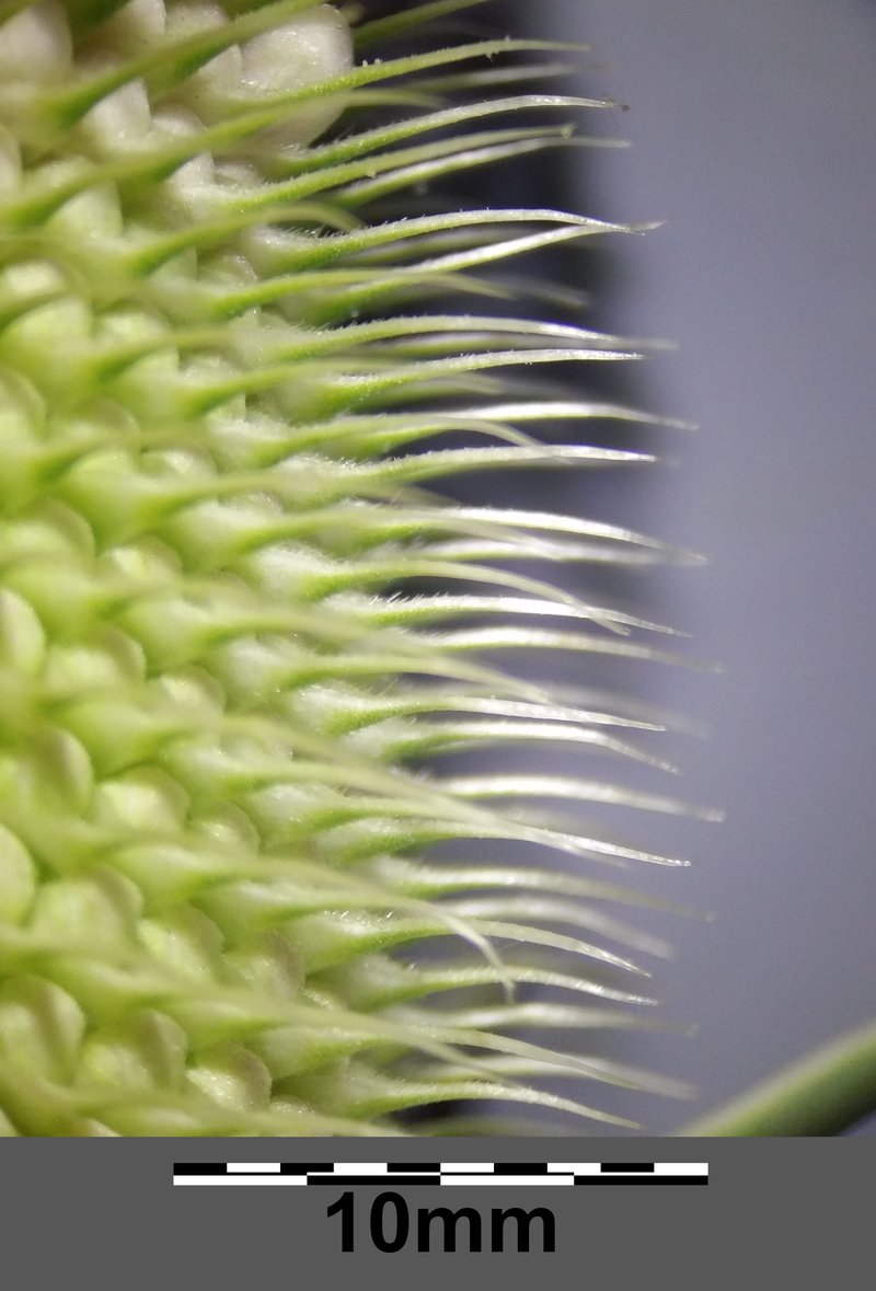 Cutleaf Teasel photo 8