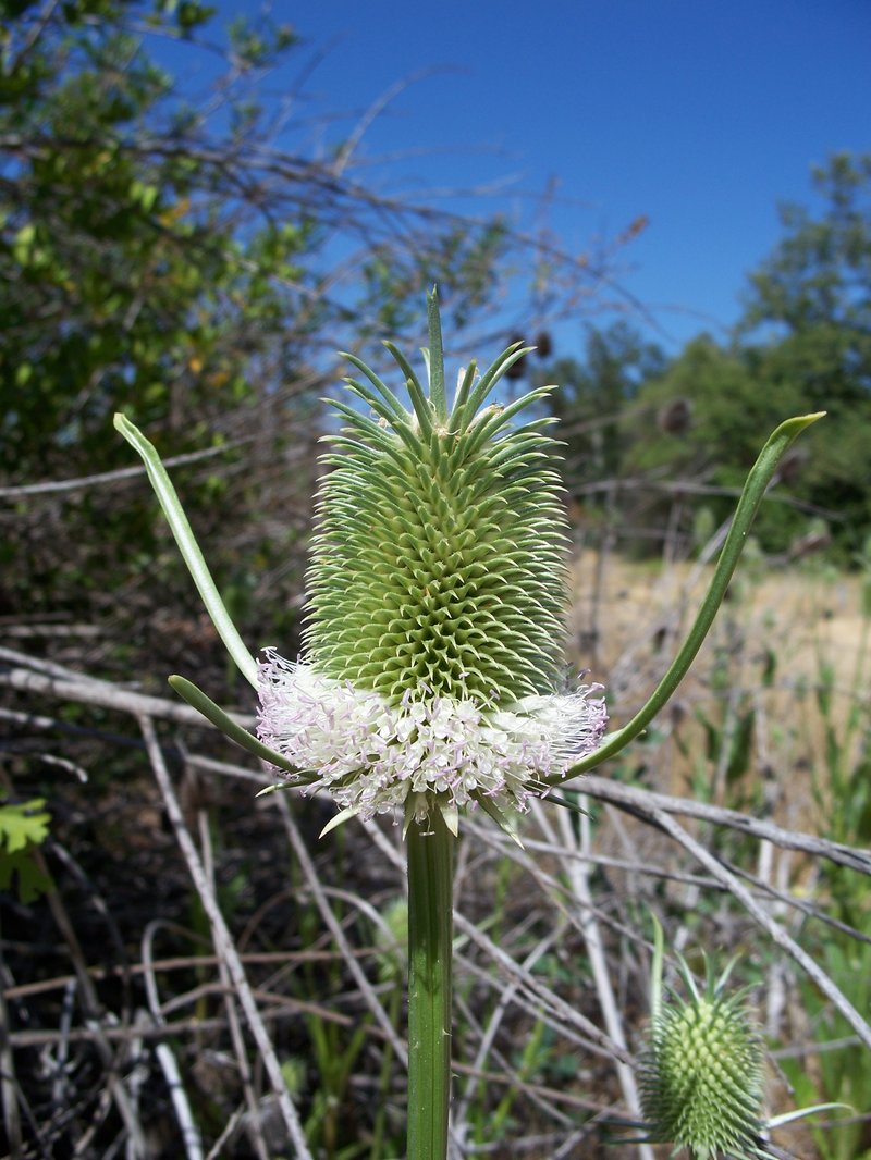 Indian Teasel photo 2