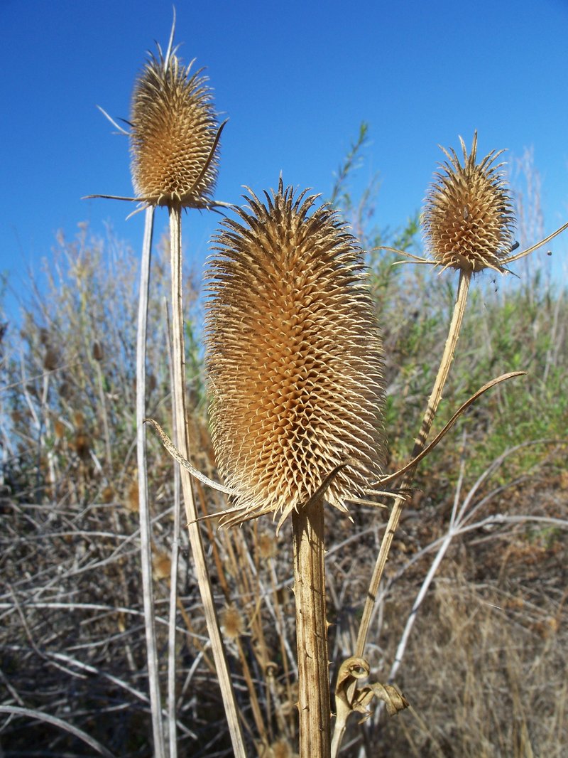 Indian Teasel photo 3