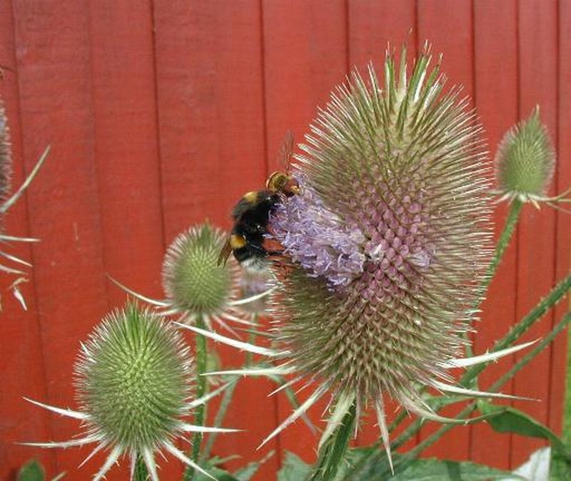 Indian Teasel photo 4