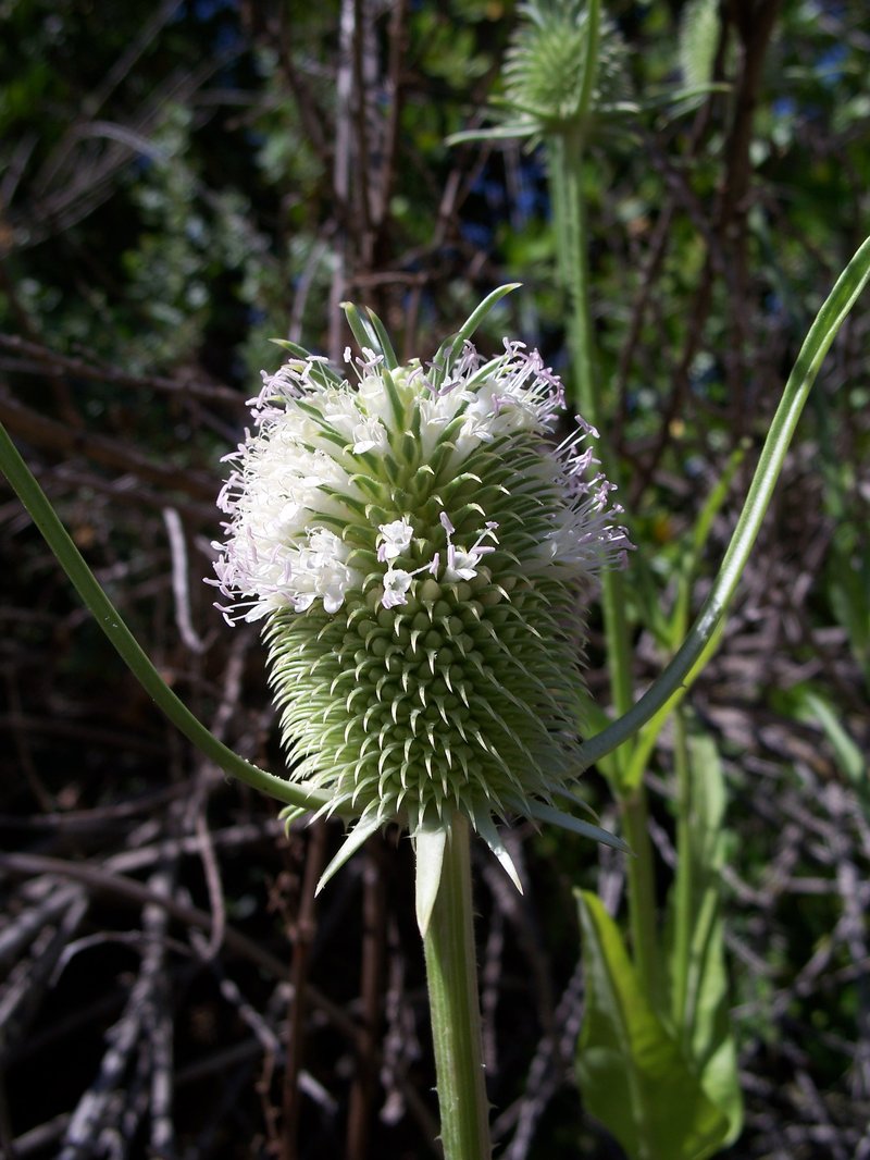 Indian Teasel photo 5