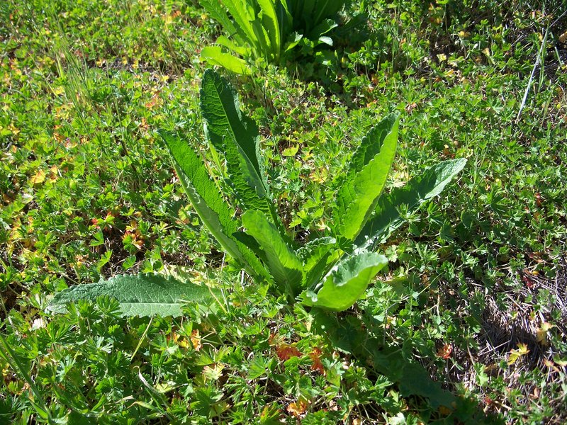 Indian Teasel photo 6