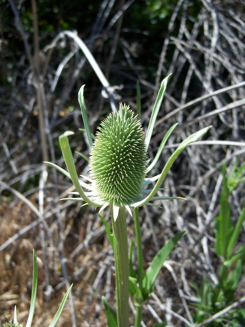 Indian Teasel photo 7